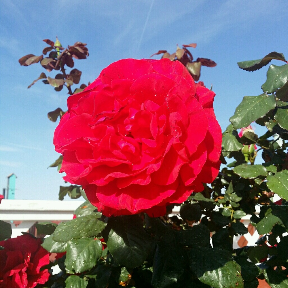 Meet your Posher, Nena